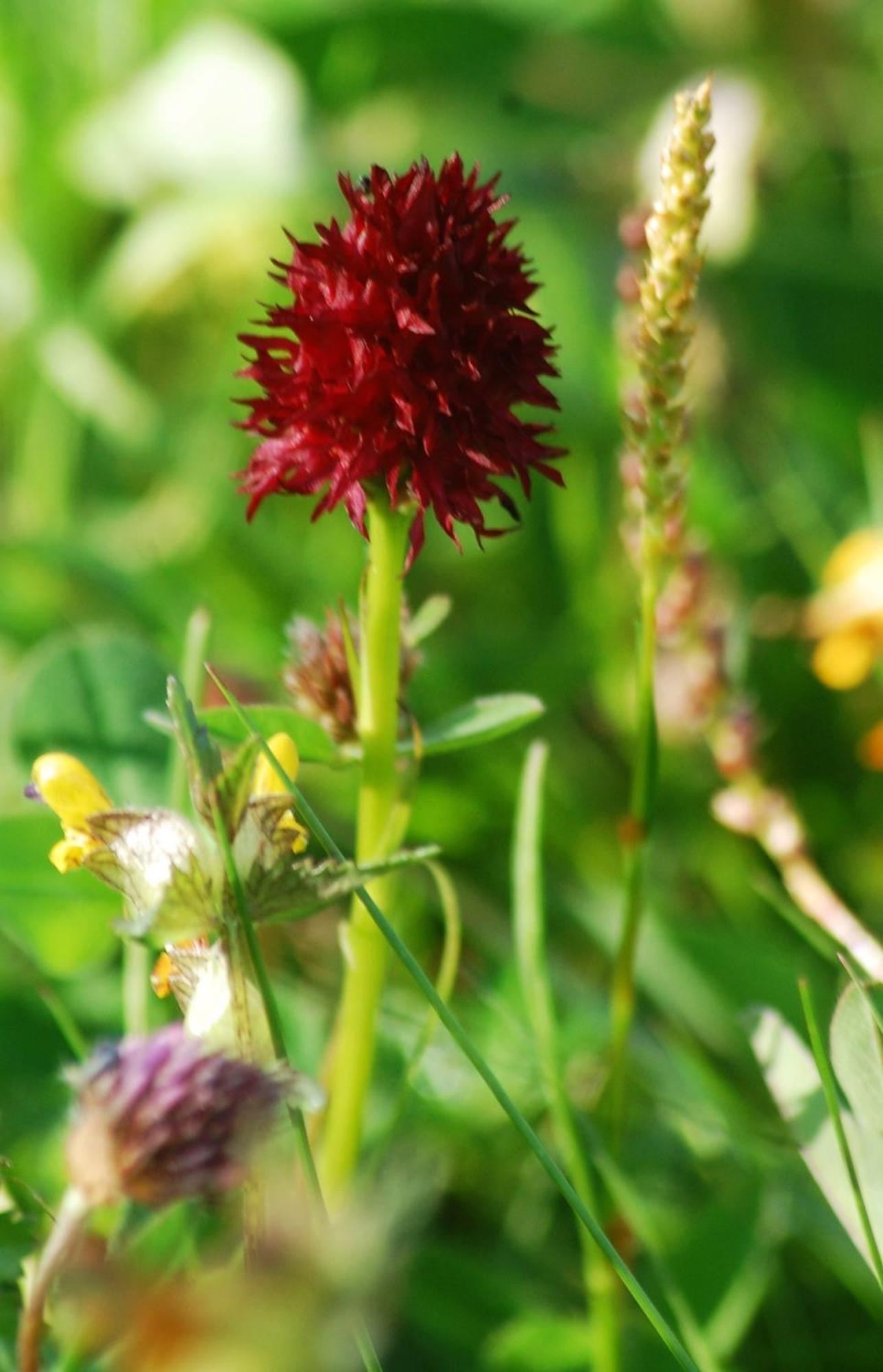 Soerbygarden Bed & Breakfast Brunflo Bagian luar foto